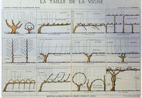 La taille de la vigne, planche établie par le laboratoire de l’ingénieur agronome Victor Vermorel, à la station viticole de Villefranche (Rhône)
