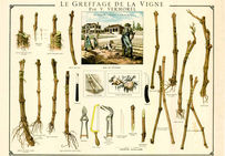 Planche des différentes techniques et outils de greffage, tirée du Greffage pratique de la vigne (1890) de Victor Vermorel.