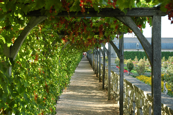 Culture de la vigne  Frise chronologique histoire du vin 