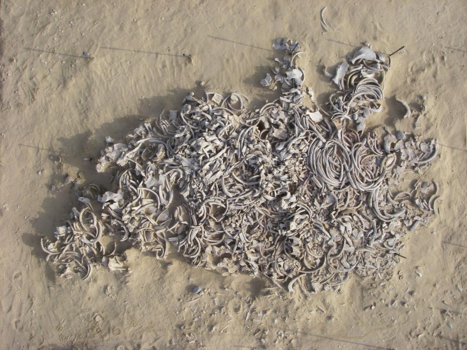  la structure en os de dugong de l'île d'Akab