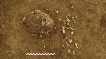 Détail du crâne de l’individu inhumé entouré des parures en coquillages (St. 1019)