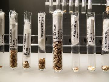 Tubes à essai contenant les mollusques et coquillages étudiés sur les sites de Caours et Amiens-Renancourt.