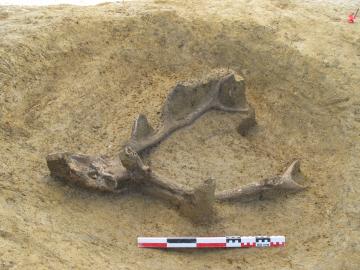 Vue d'un crâne de cerf élaphe dans une fosse mésolithique à Crisenoy.
