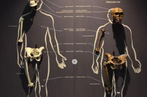 Muséum Néandertal 5