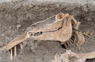Crâne de cheval reposant sur le poitrail d'un autre, Bar-sur-Aube (Aube), 2013.L'opération a révélé 45 mètres de tranchées en zig-zag dans lesquelles une quarantaine de carcasses de chevaux ont été mises au jour.&nbsp;