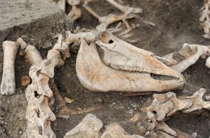 Crâne de jument avec vertèbres en connexion anatomique stricte, Bar-sur-Aube (Aube), 2013.Les chevaux enterrés dans la tranchée ont une forte corpulence, ce sont des animaux de trait, déposés avec soin dans cette fosse improvisée.