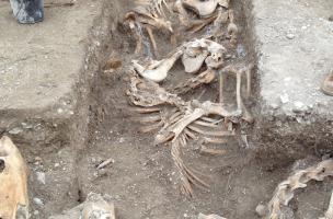 Tranchée en zig-zag abritant des chevaux, probablement morts dans un incendie au cours de la deuxième guerre mondiale, Bar-sur-Aube (Aube), 2013.A gauche de la tranchée, un archéologue met au jour une sépulture gallo-romaine.