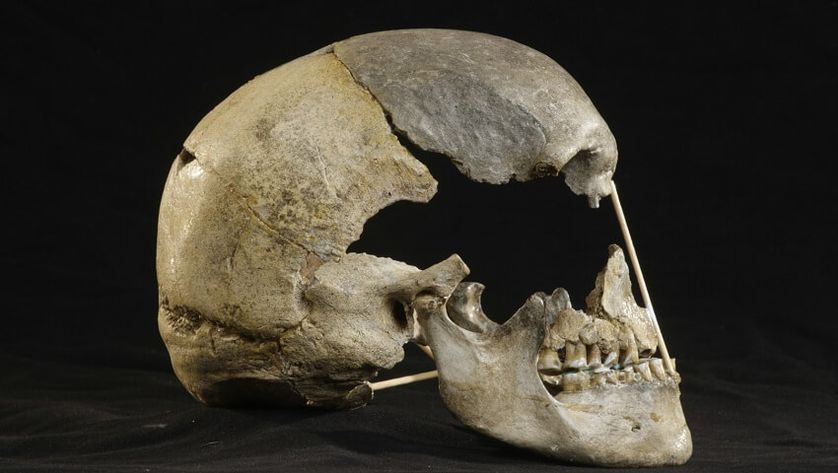 Le crâne fossile de Zlatý kůň (Tchéquie)
