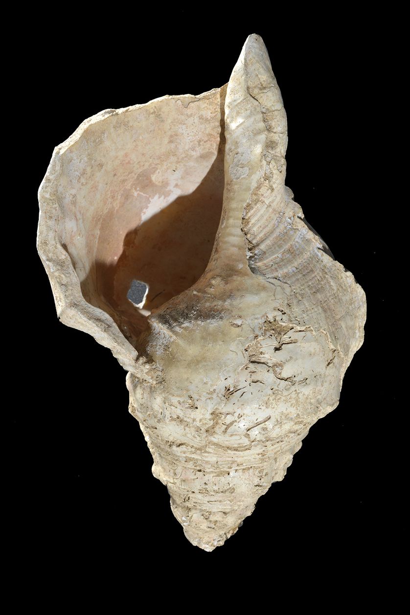 Grand coquillage de l’espèce Charonia lampas (triton à bosses), auquel ses découvreurs, en 1931, n’avaient pas particulièrement prêté attention, dans la grotte de Marsoulas.